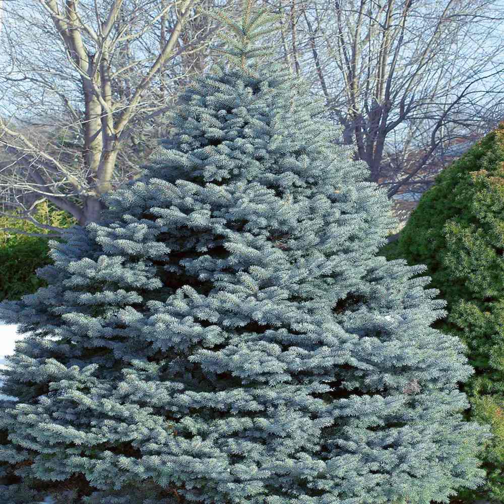 Molid Argintiu Fat Albert