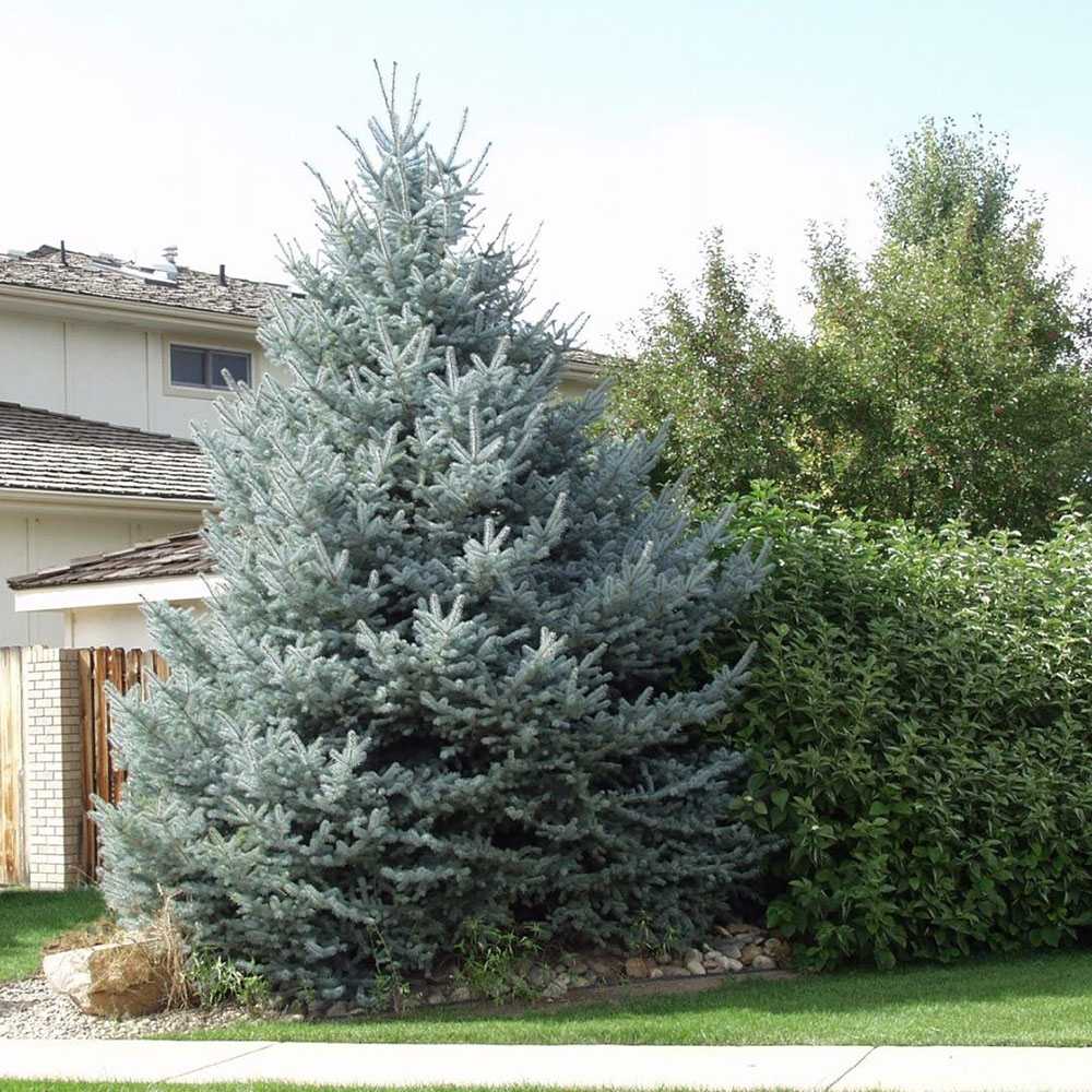 Molid Argintiu Fat Albert