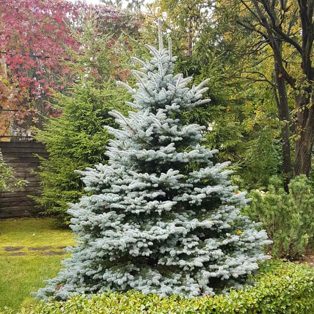 Molid Argintiu Fat Albert