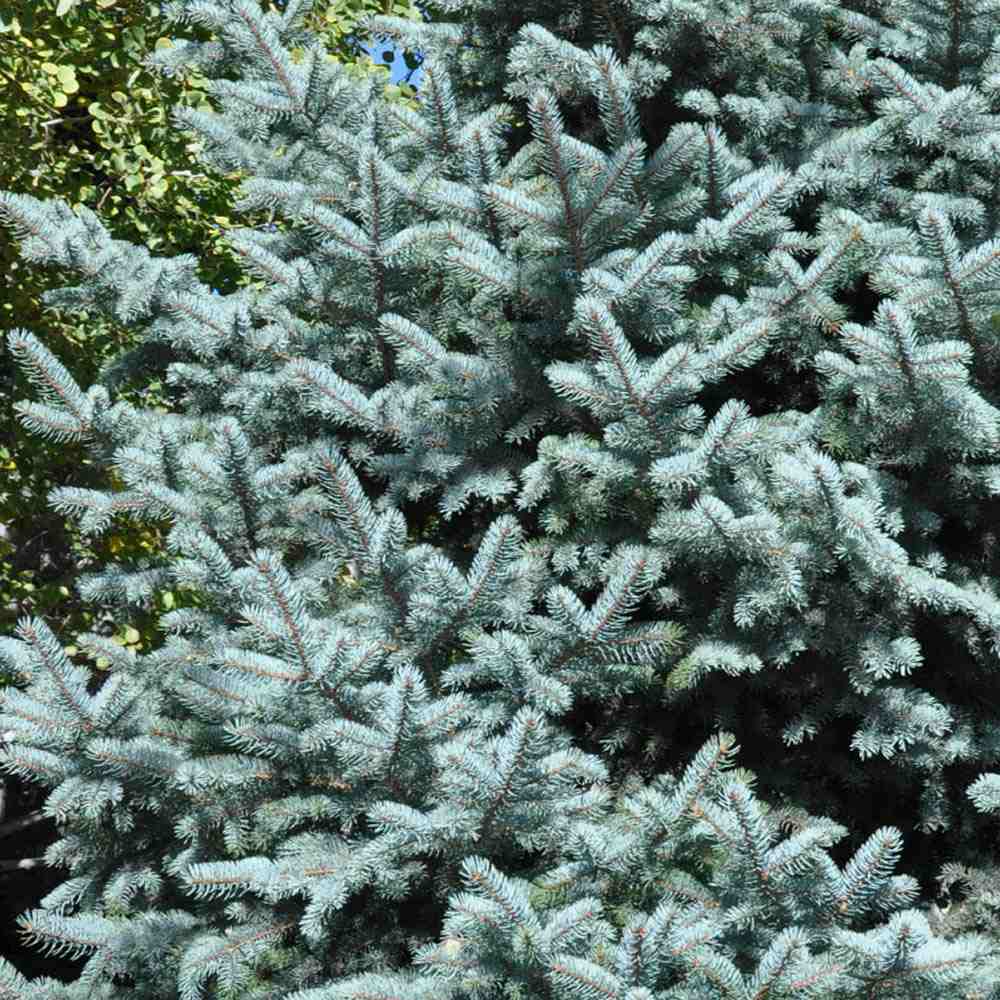 Molid Argintiu Hoopsii