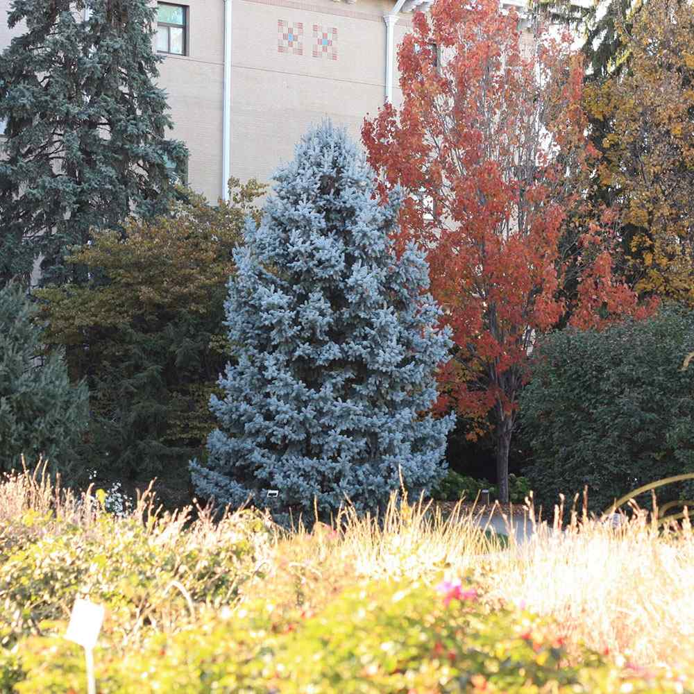 Molid Argintiu Hoopsii