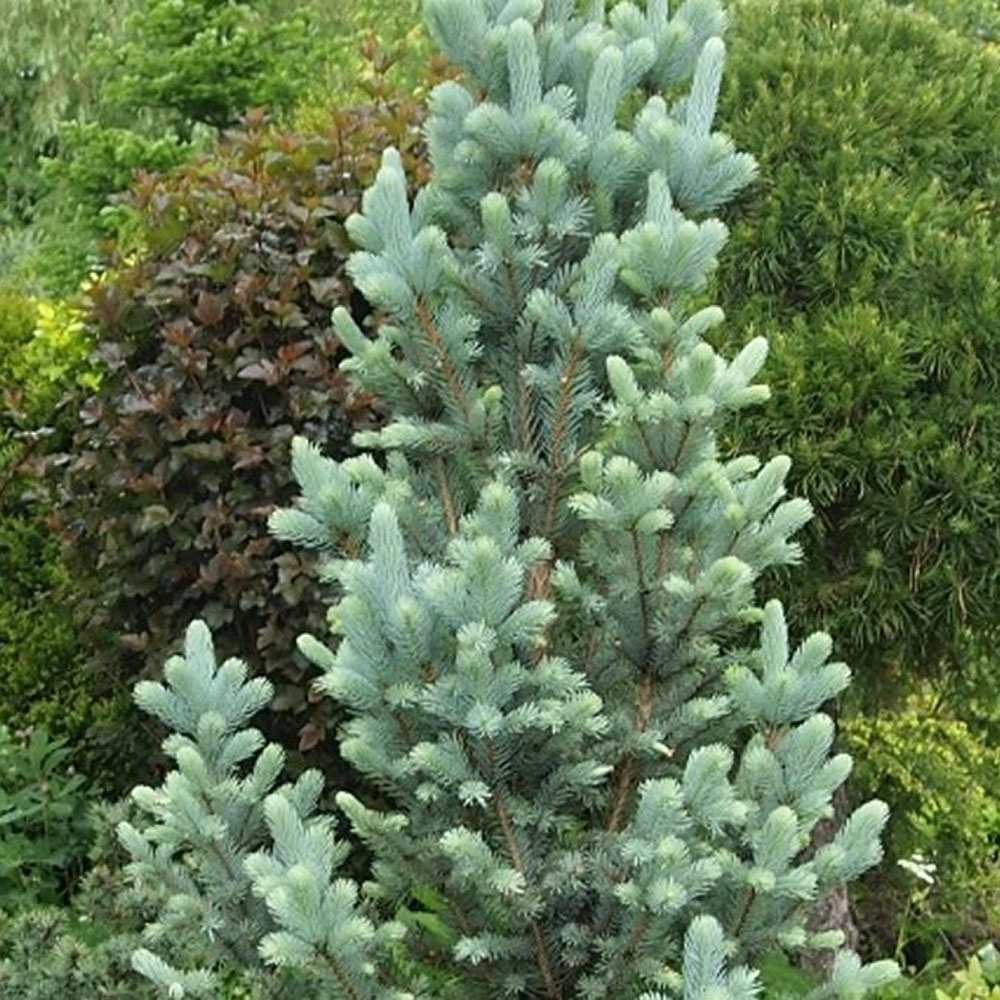 Molid Argintiu Iseli Fastigiate