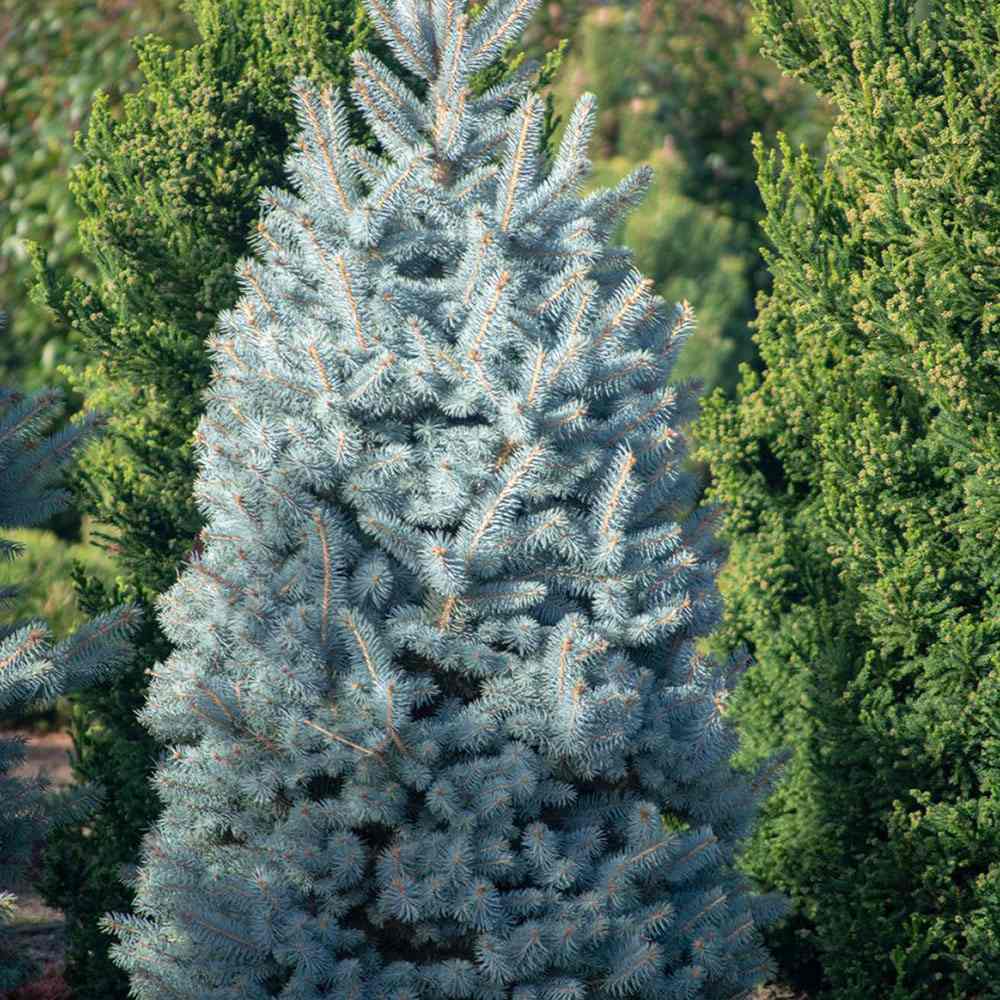 Molid Argintiu Iseli Fastigiate