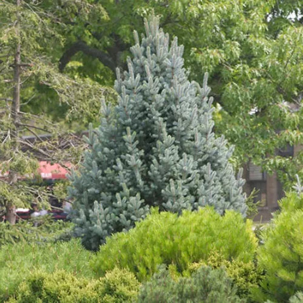 Molid Argintiu Iseli Fastigiate