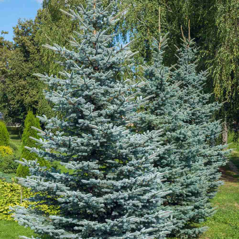 Molid Argintiu Koster