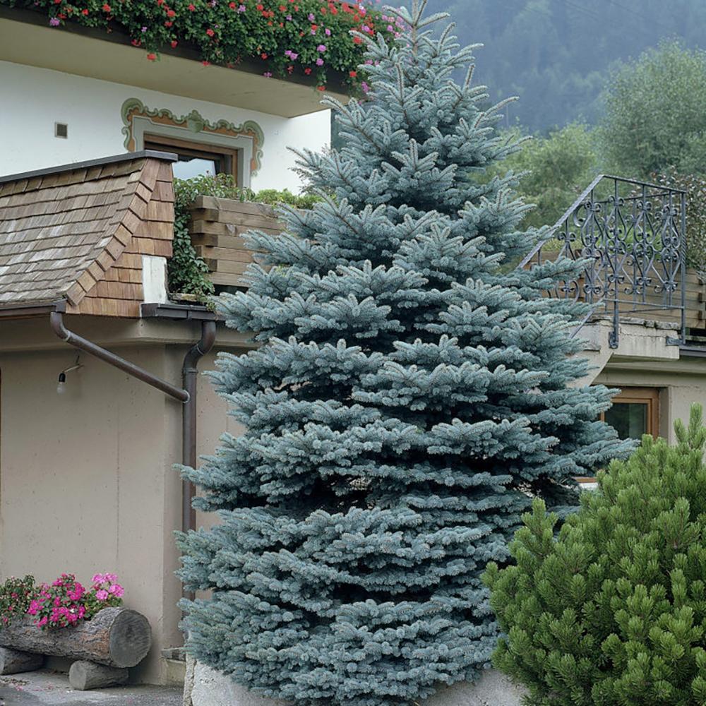 Molid Argintiu Koster