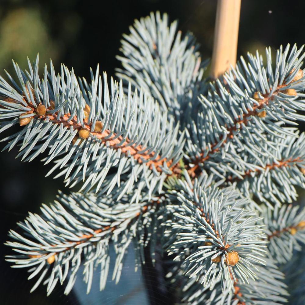 Molid Argintiu Koster