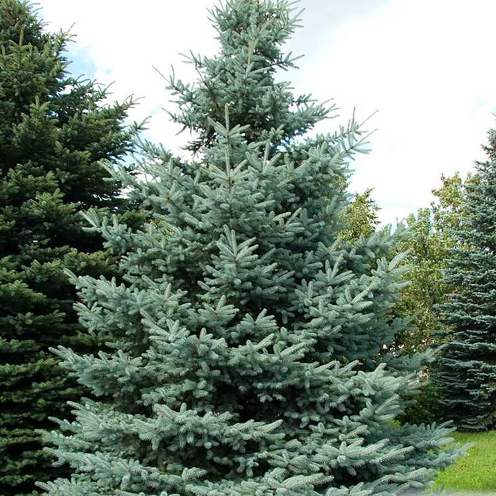 Molid Argintiu Koster