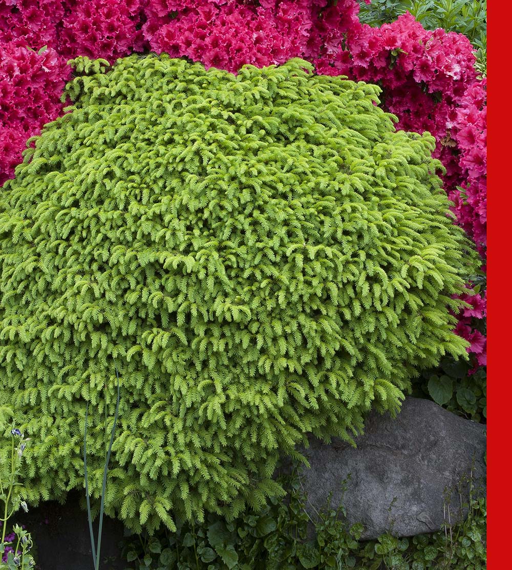 Molid European Little Gem