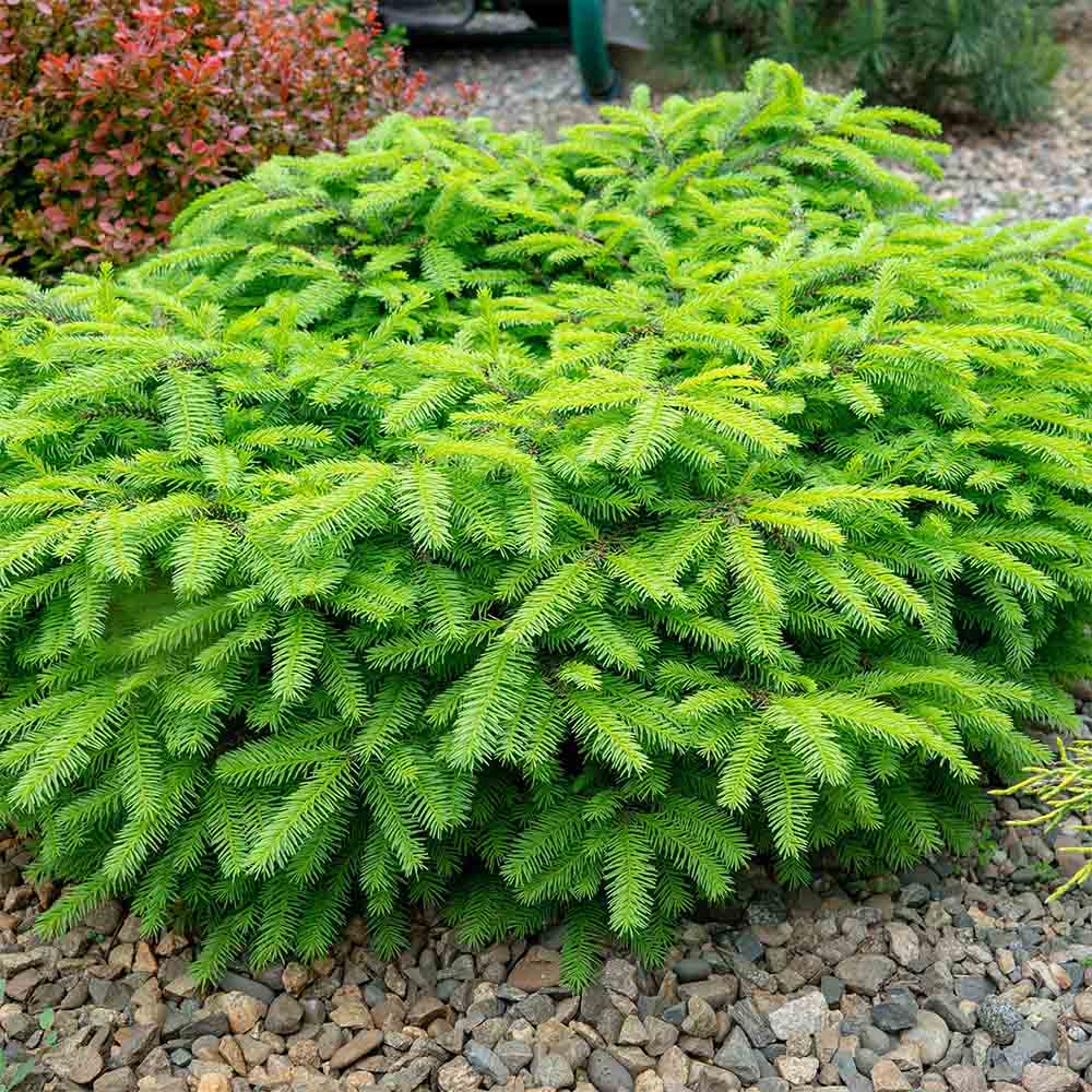 Molid European Little Gem