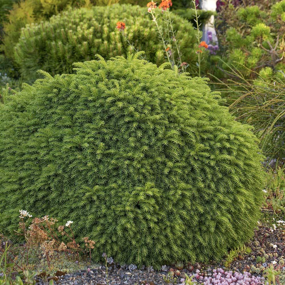 Molid European Little Gem