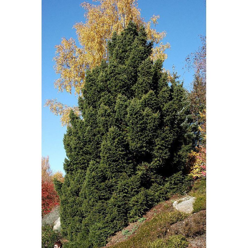 Molid European Ohlendorffii