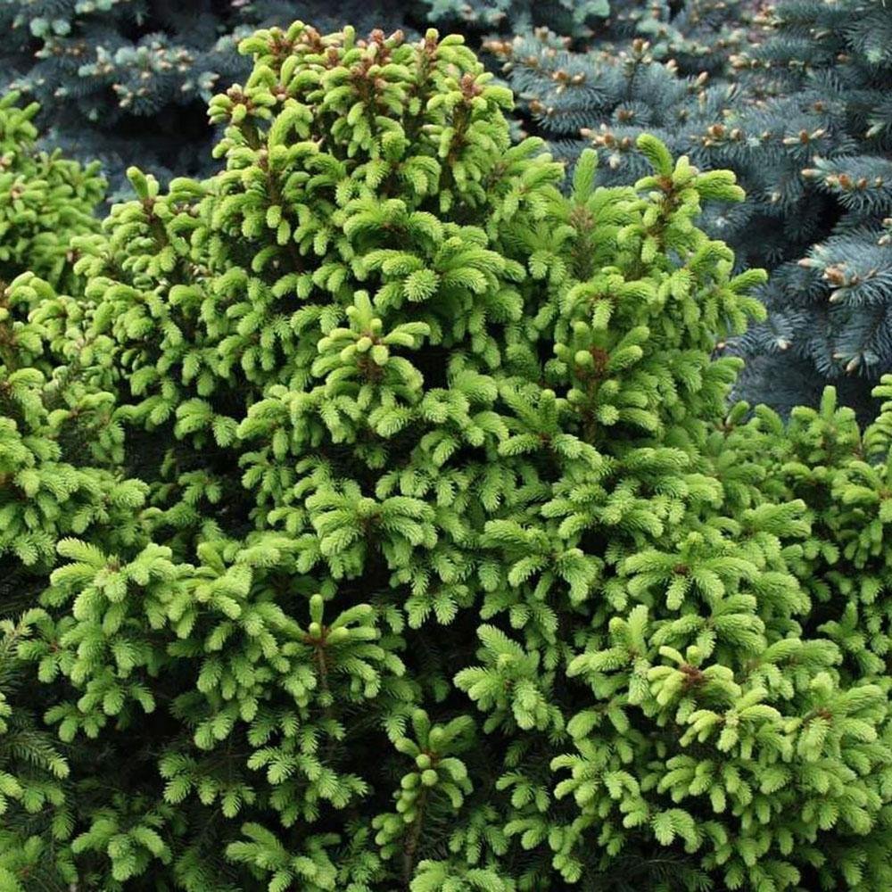 Molid European Ohlendorffii