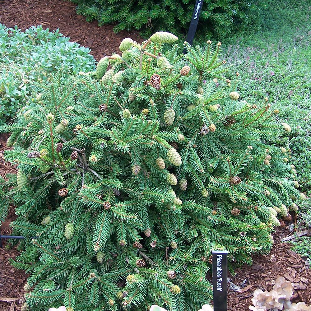 Molid European Pusch