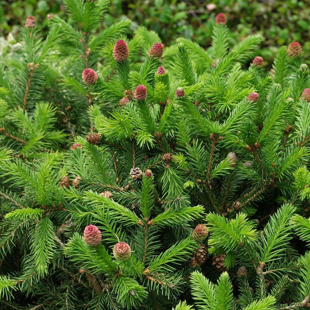 Molid European Pusch