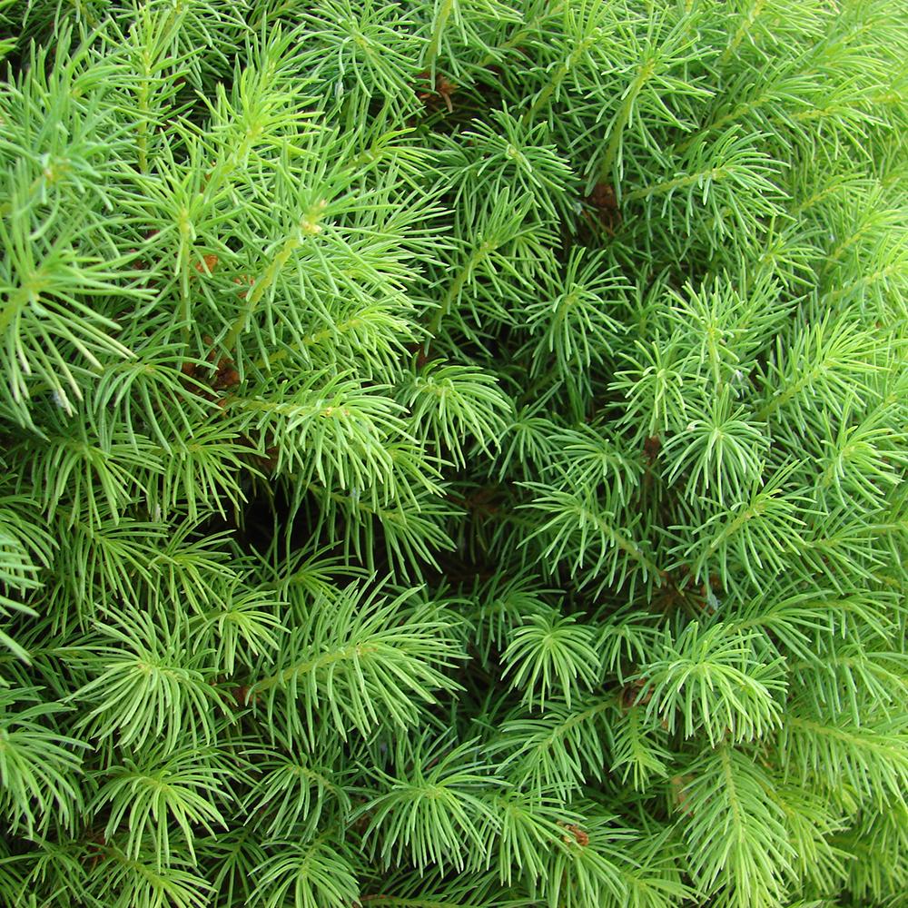 Molid Pitic Conica Perfecta