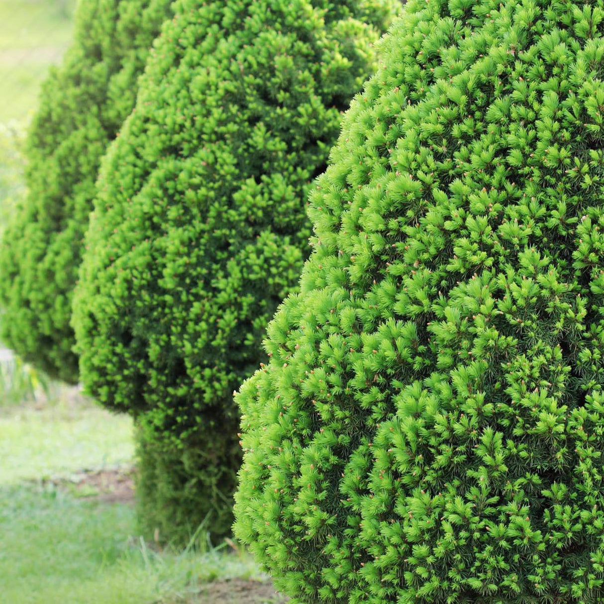 Molid Pitic Conica Perfecta