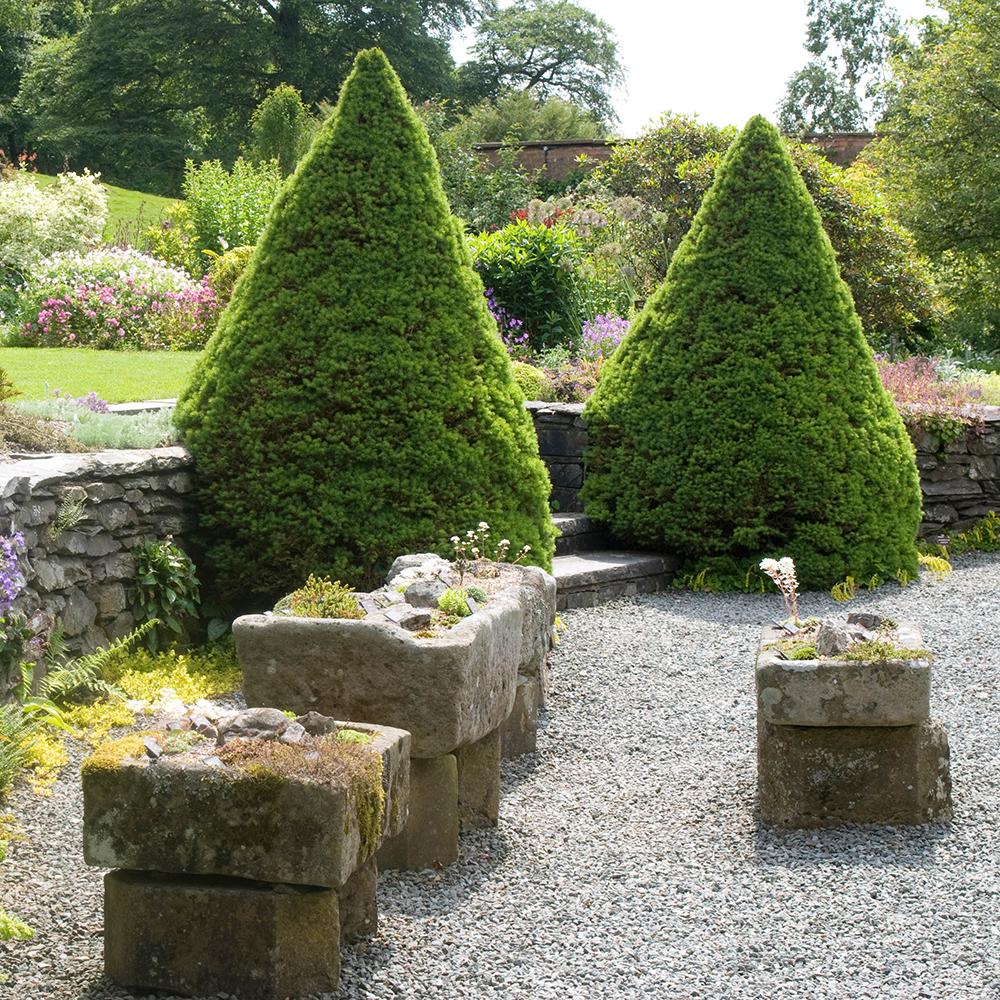 Molid Pitic Conica Perfecta