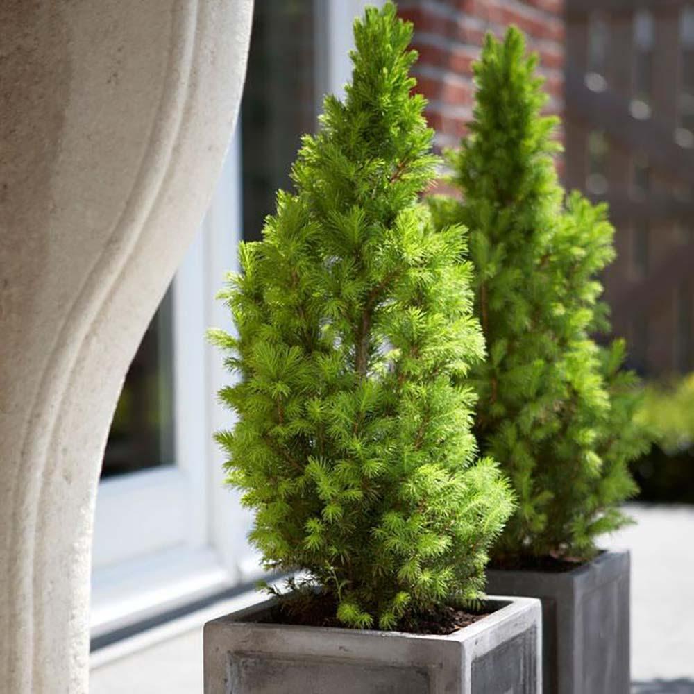 Molid Pitic Conica Perfecta