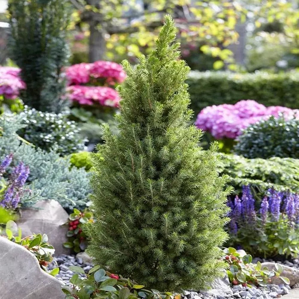 Molid Pitic Conica Perfecta