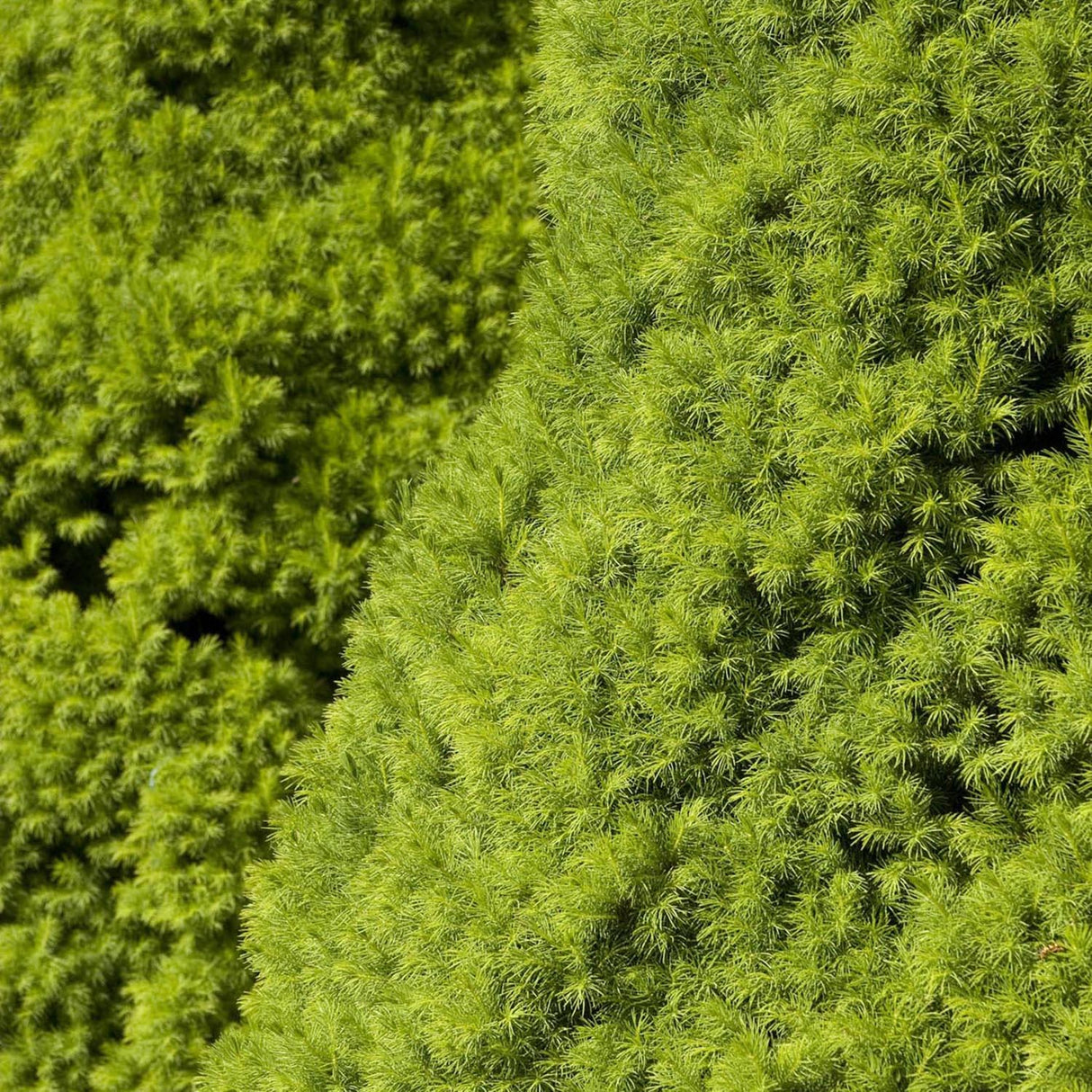 Molid Pitic Conica Perfecta