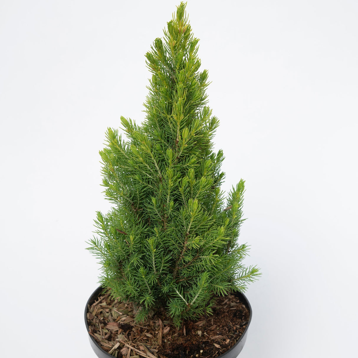 Molid Pitic Zuckerhut