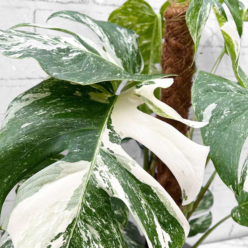 Monster Deliciosa Albo Variegata - 50 cm