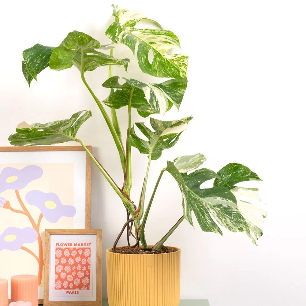 Monster Deliciosa Albo Variegata - 50 cm