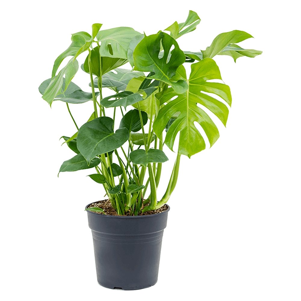 Monstera Deliciosa - 130 cm