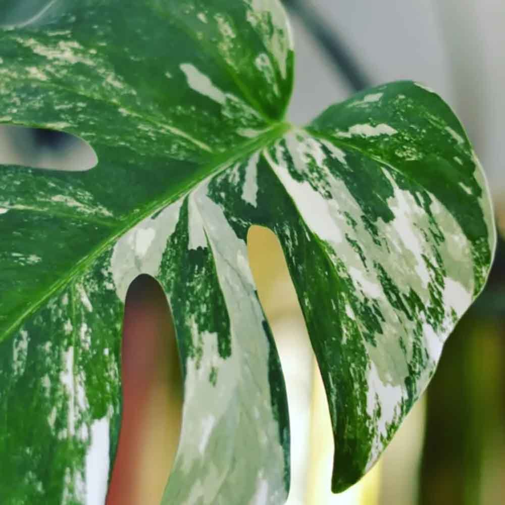 Monstera Deliciosa Albo-Variegata Thai Constellation Unicat - 125 cm