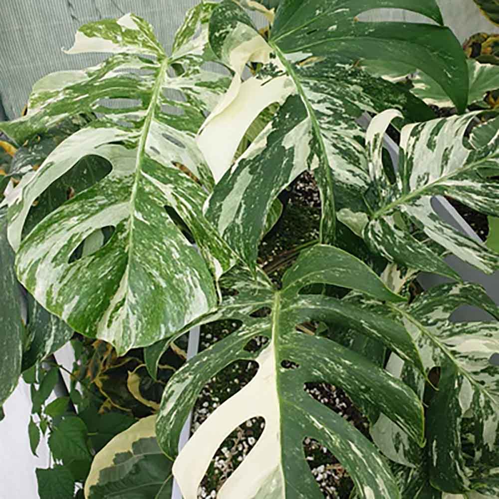 Monstera Deliciosa Albo-Variegata Thai Constellation Unicat - 125 cm