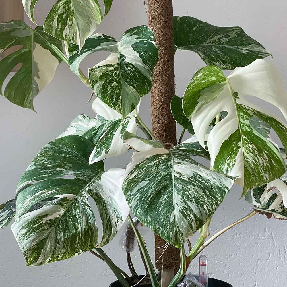 Monstera Deliciosa Albo-Variegata Thai Constellation Unicat - 125 cm
