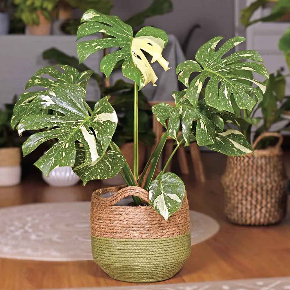 Monstera Deliciosa Albo-Variegata Thai Constellation Unicat - 125 cm