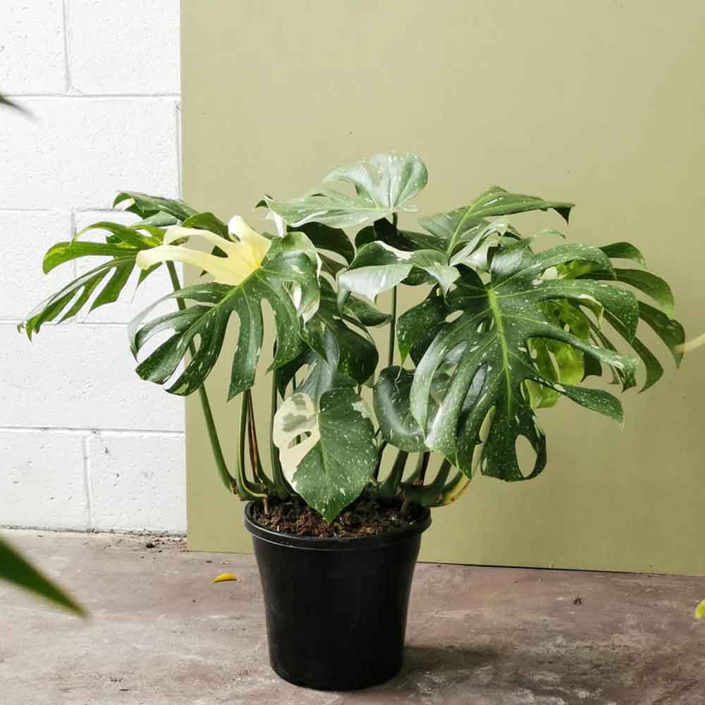 Monstera Deliciosa Albo-Variegata Thai Constellation Unicat - 125 cm