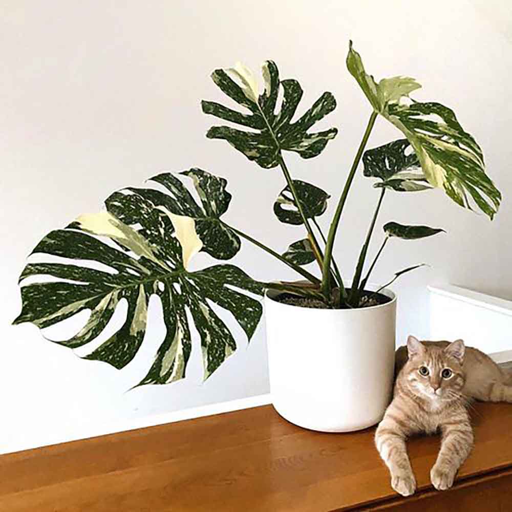 Monstera Deliciosa Albo-Variegata Thai Constellation Unicat - 125 cm