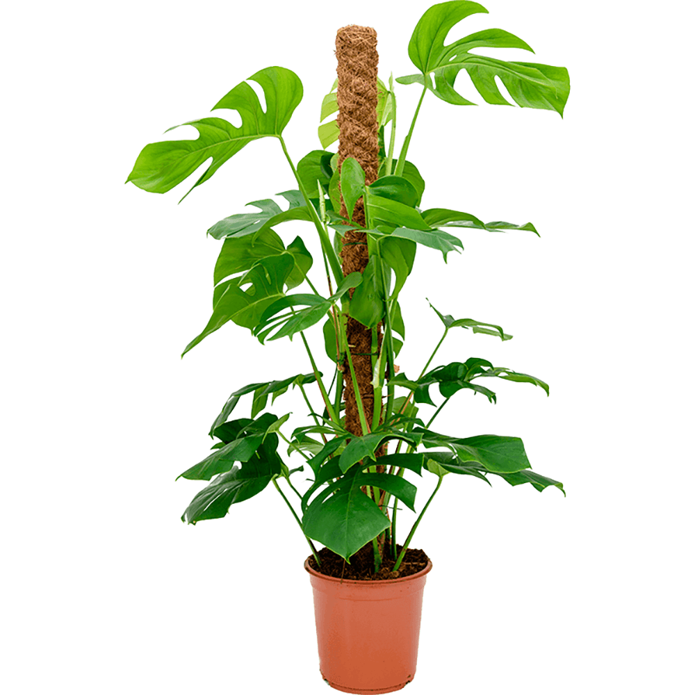 Monstera Deliciosa cu suport - 120 cm