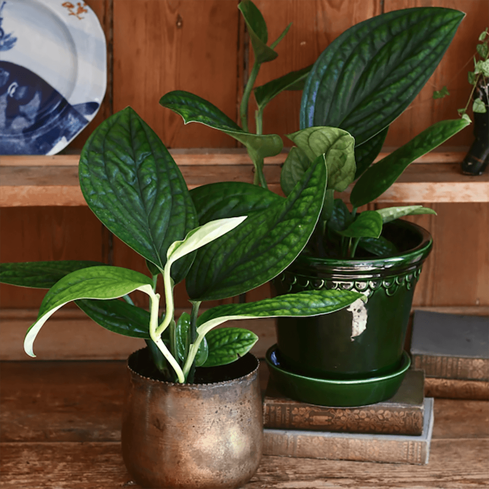 Monstera Peru Karstenianum - 30 cm