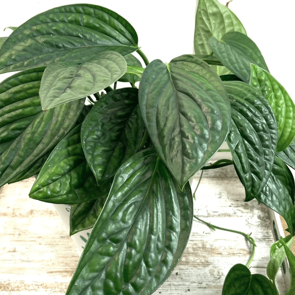 Monstera Peru Karstenianum - 30 cm