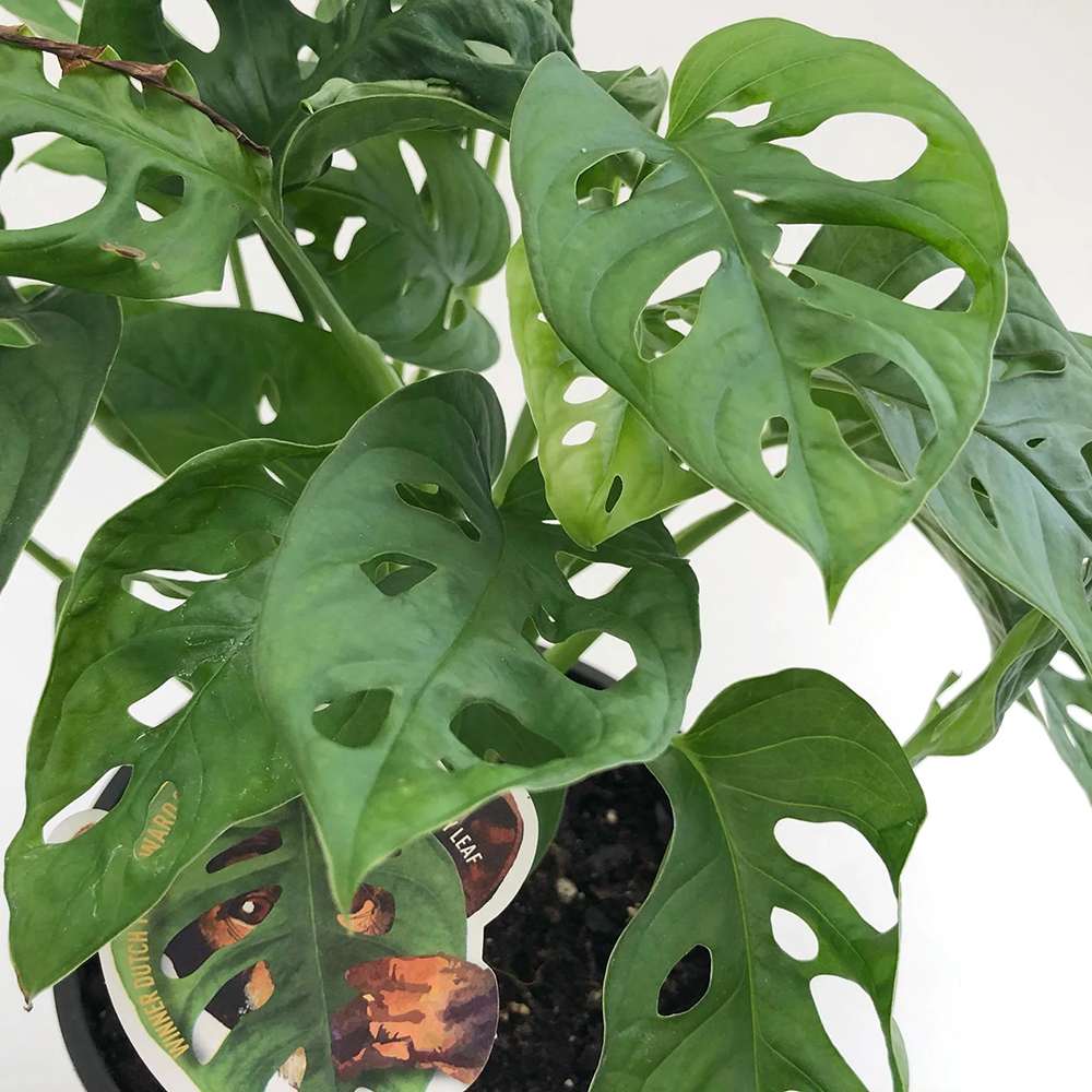 Monstera Obliqua - 25 cm