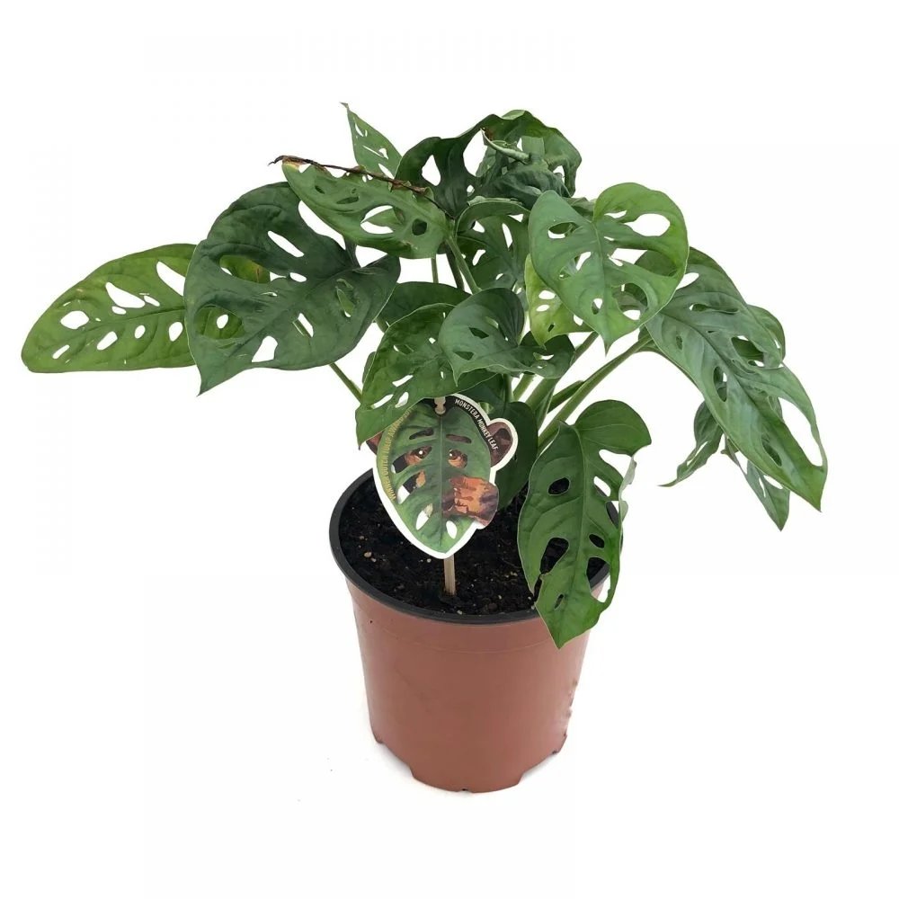Monstera Obliqua - 25 cm