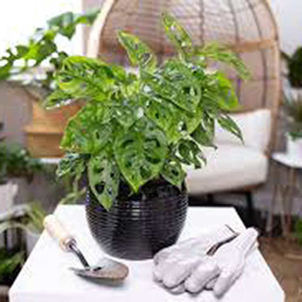 Monstera Obliqua - 40 cm