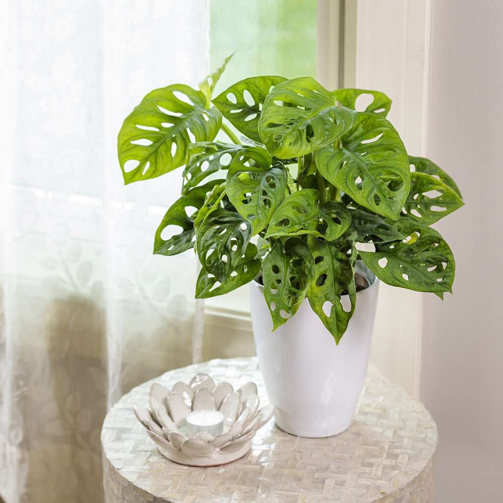 Monstera Obliqua - 40 cm