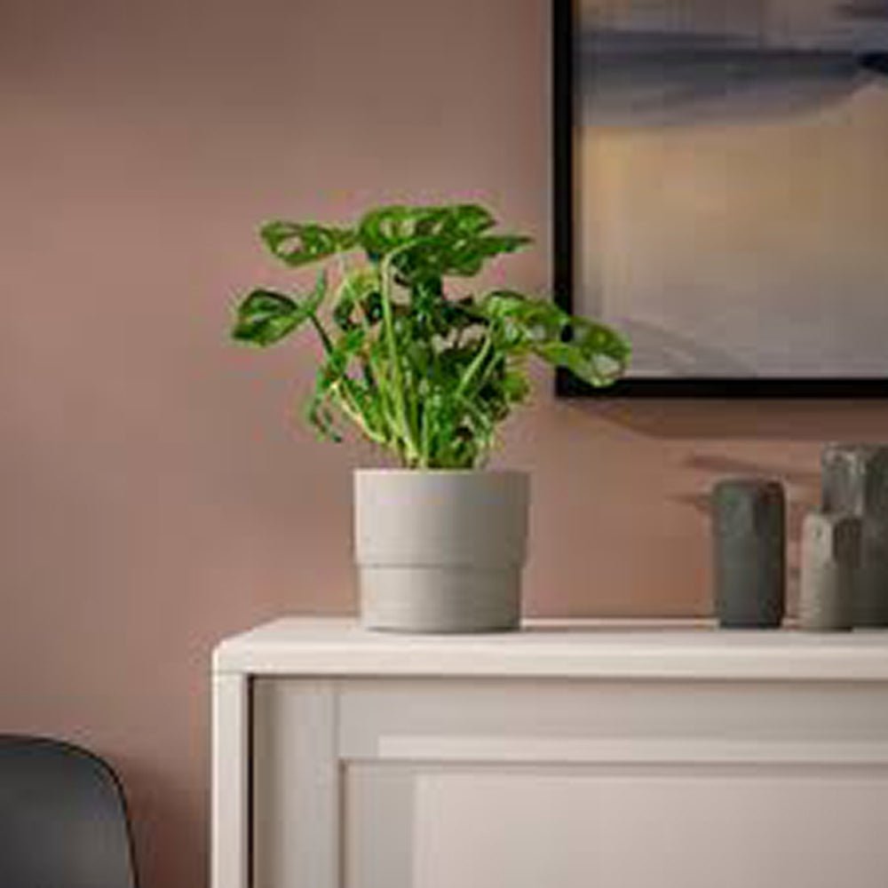 Monstera Obliqua - 40 cm