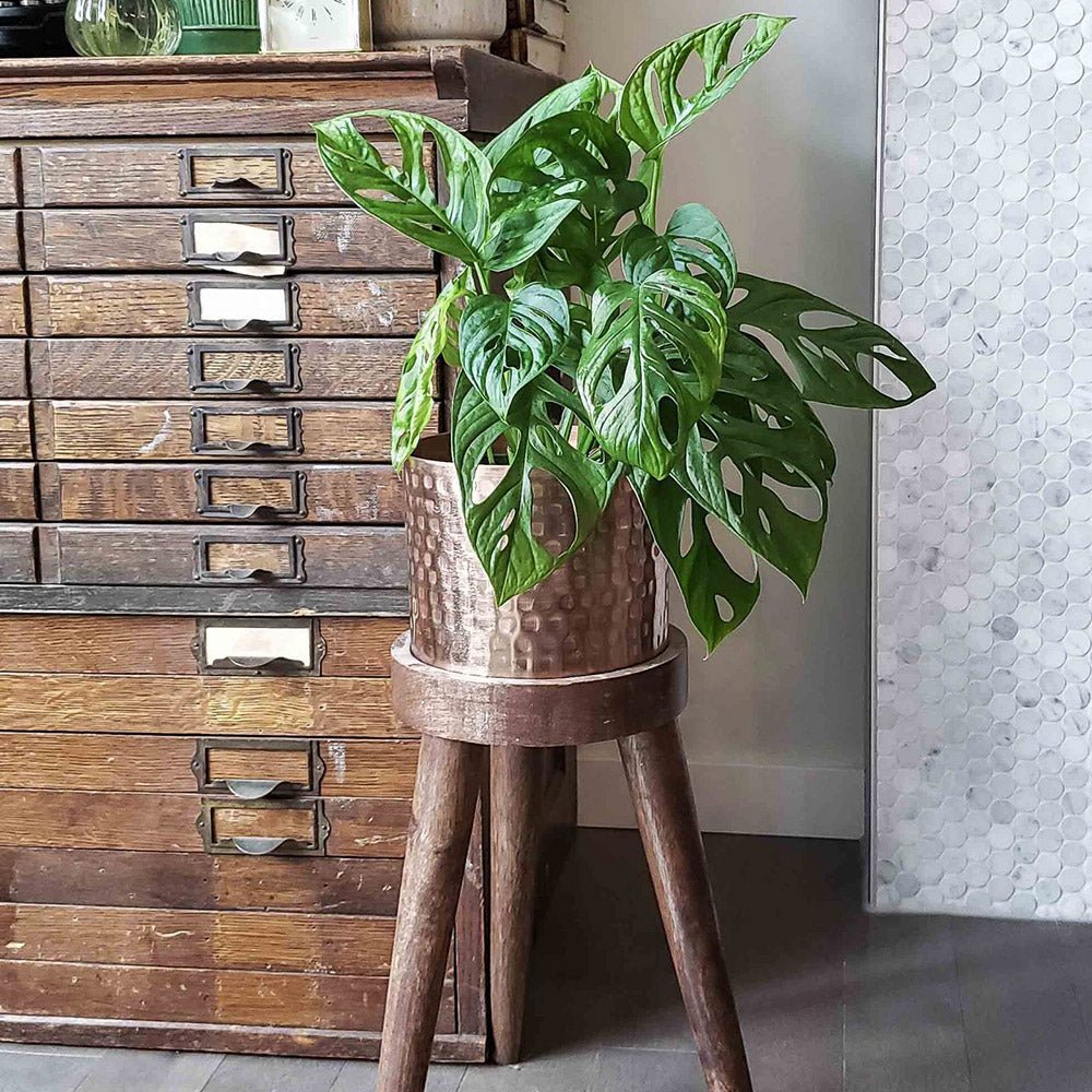 Monstera Obliqua - 40 cm