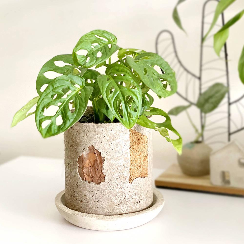 Monstera Obliqua - 40 cm