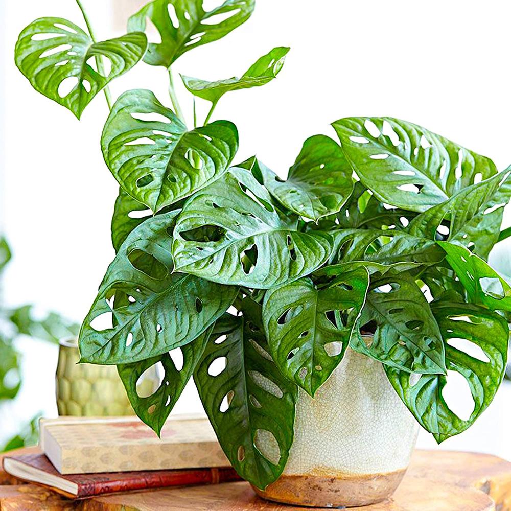 Monstera Obliqua - 30-35 cm