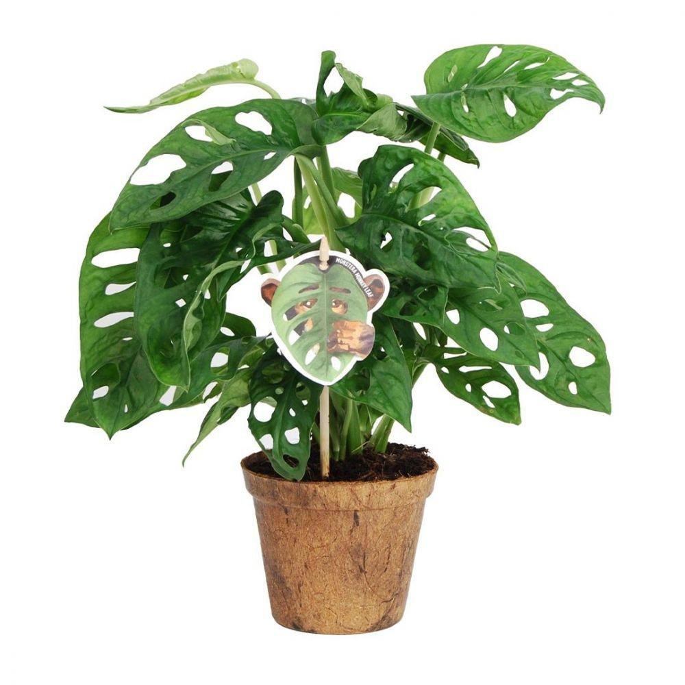 Monstera Obliqua - 30-35 cm