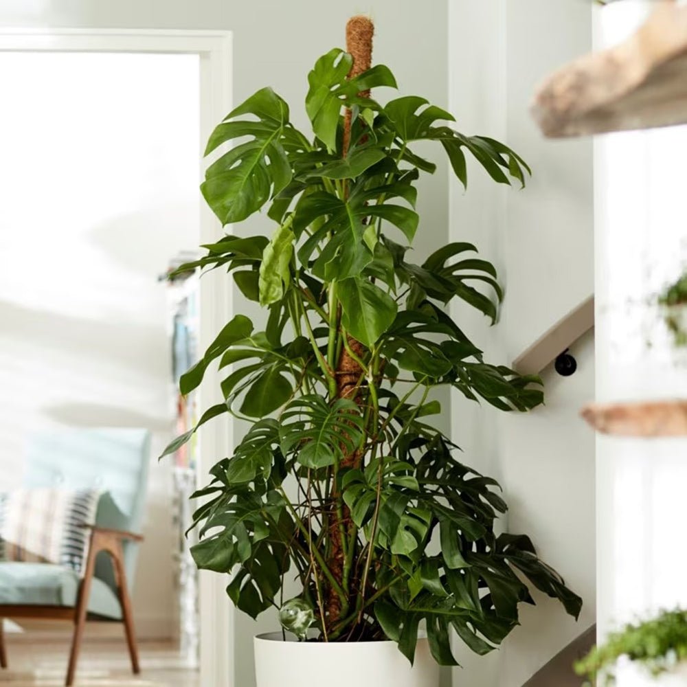 Monstera Pertusum cu suport - 120 cm