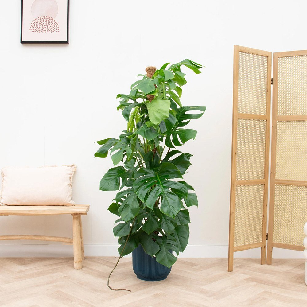 Monstera Pertusum cu suport - 150 cm