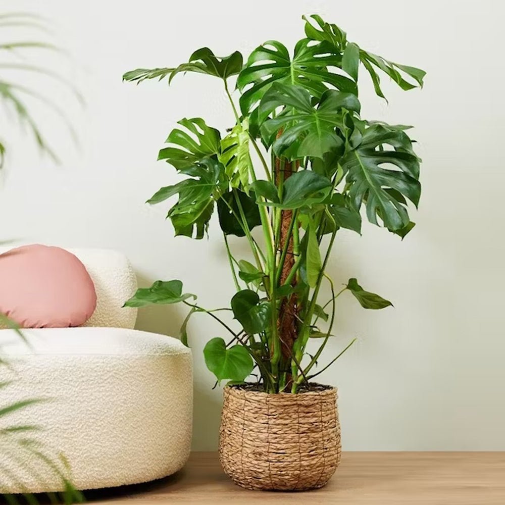 Monstera Pertusum cu suport - 150 cm
